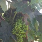 10 MORODER - VIGNETI - b