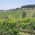 13 MORODER - VIGNETI