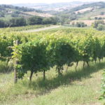14 MORODER - VIGNETI