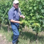 18 MORODER - VIGNETI - b