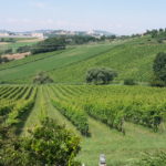 5 MORODER - VIGNETI