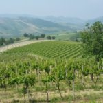 7 CA' DEL GE' - VIGNETO