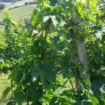 8 MORODER - VIGNETI