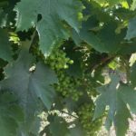 9 MORODER - VIGNETI