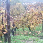 canevel 2018-11 01 CANEVEL VIGNETO