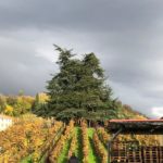 canevel 2018-11 26 CANEVEL VIGNETI