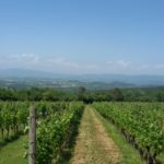 03 CASTELVECCHIO - VIGNETI