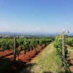 04 CASTELVECCHIO - VIGNETI