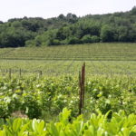 04 RONCAL - VIGNETI