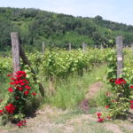 05 RONCAL - VIGNETI
