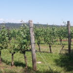 06 CASTELVECCHIO - VIGNETI