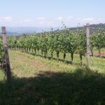 07 CASTELVECCHIO - VIGNETI