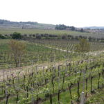 07 COTTINI - VIGNETO