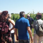 08 CASTELVECCHIO - VIGNETI