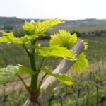 08 COTTINI - VIGNETO