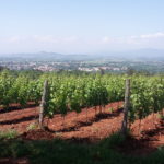 10 CASTELVECCHIO - VIGNETI
