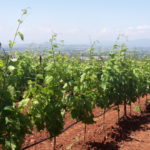 11 CASTELVECCHIO - VIGNETI