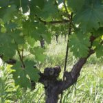 12 CASTELVECCHIO - VIGNETI