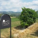 01 collina ciliegi - presentazione