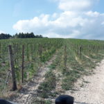 22 collina ciliegi - vigneto