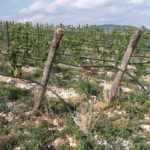 23 collina ciliegi - vigneto