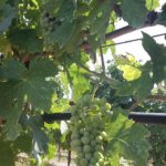 24 collina ciliegi - vigneto