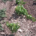 25 collina ciliegi - vigneto