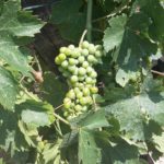 26 collina ciliegi - vigneto