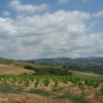 27 collina ciliegi - vigneto