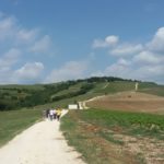 28 collina ciliegi - vigneto