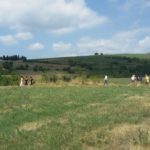 29 collina ciliegi - vigneto