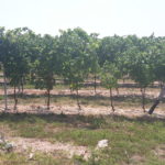 30 collina ciliegi - vigneto