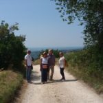 31 collina ciliegi - vigneto