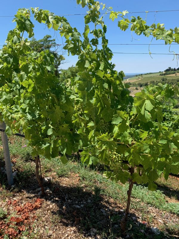 Collina Ciliegi - 2 Quod 5