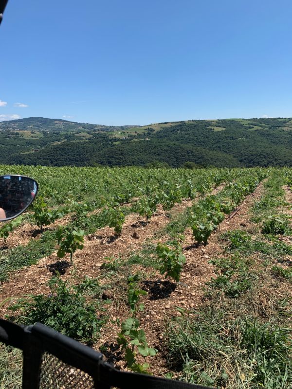 Collina Ciliegi - 2 Quod 6