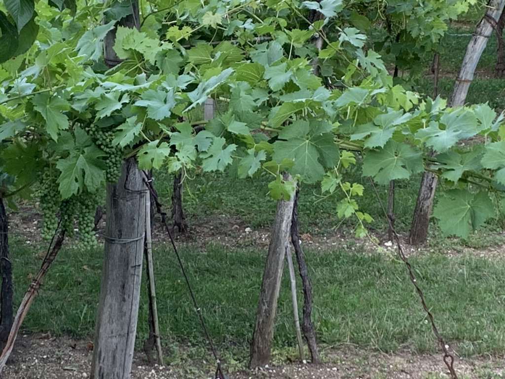ARMANI 04 - I VIGNETI