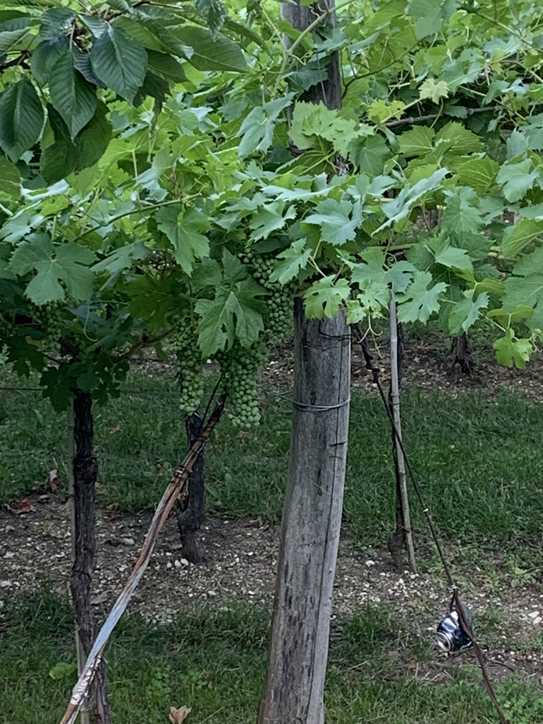 ARMANI 05 - I VIGNETI