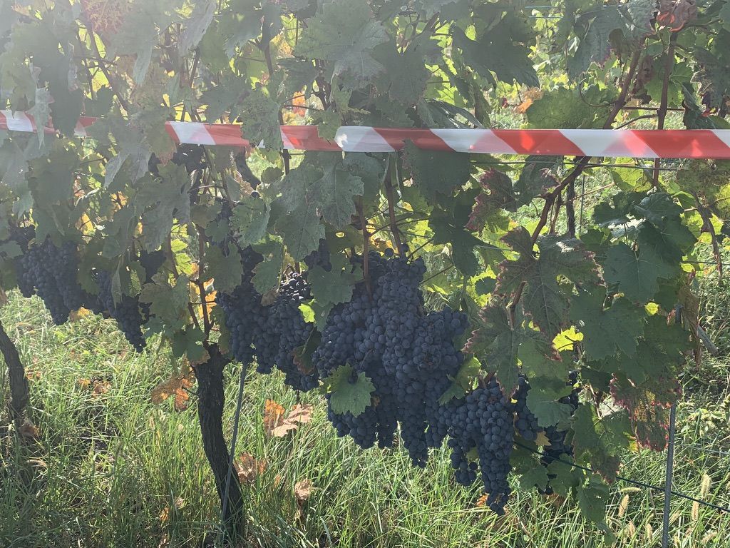 04 CASTLET - VIGNETI