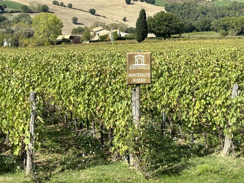 04 ANTONELLI - VIGNETO