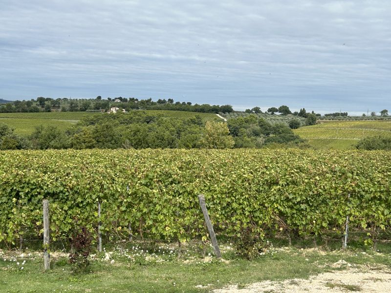 06 ANTONELLI - VIGNETO