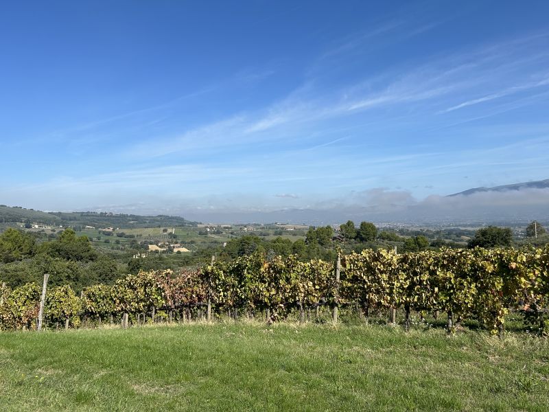 12 BELLAFONTE - VIGNETO