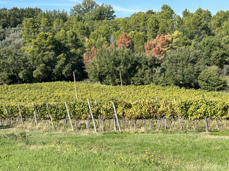 13 BELLAFONTE - VIGNETO