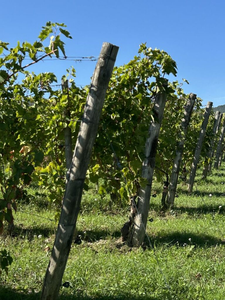 15 BELLAFONTE - VIGNETO