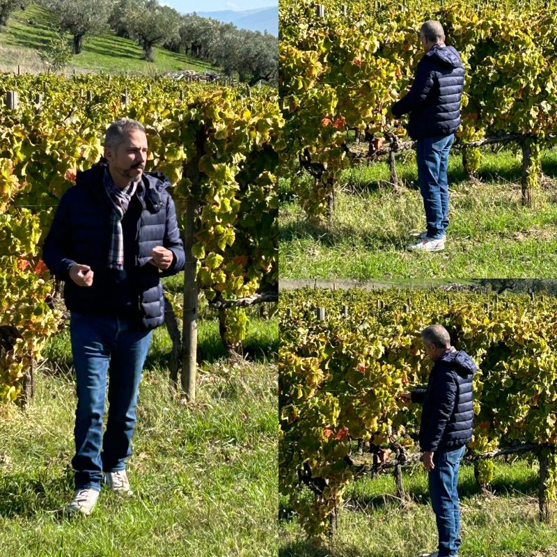 40 BELLAFONTE - UN ASSAGGIO
