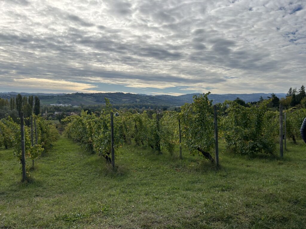 23 - IL VIGNETO
