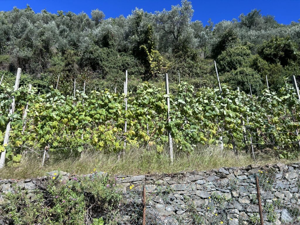 28 - CENTINA5TERRE -