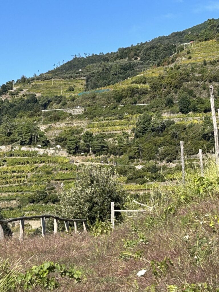 30 - CENTINA5TERRE -