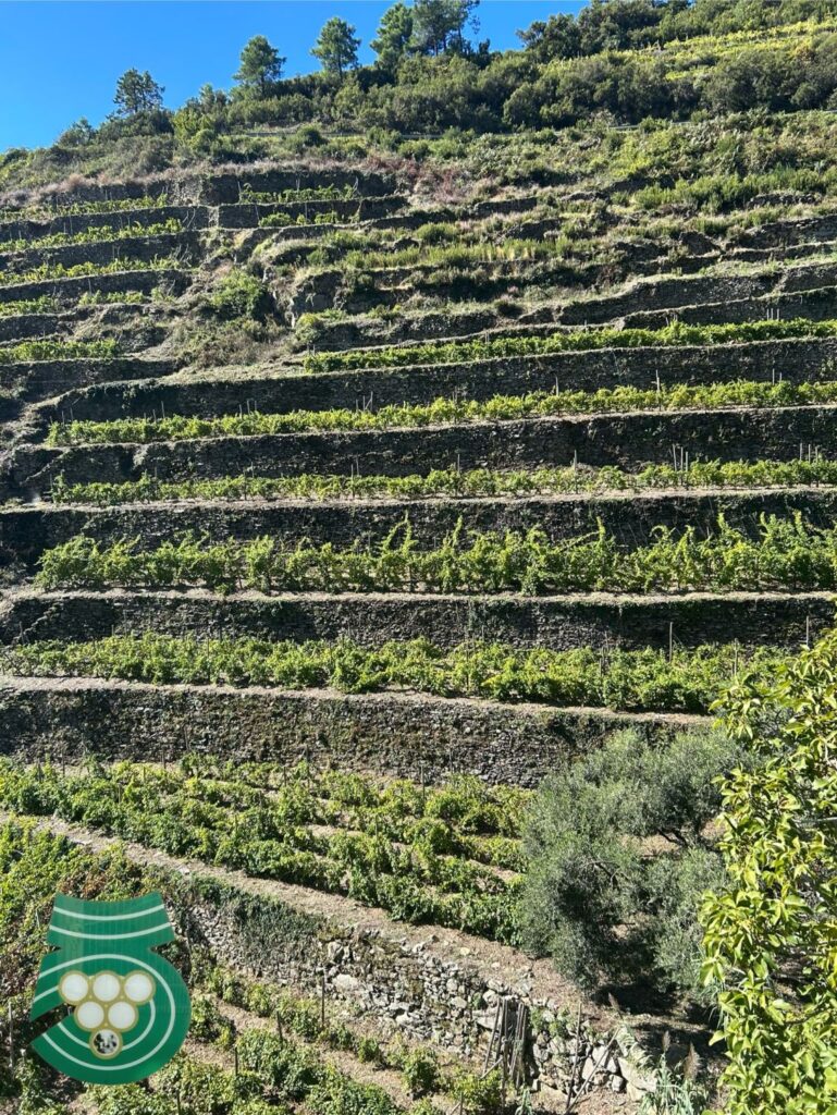 31 - CENTINA5TERRE -