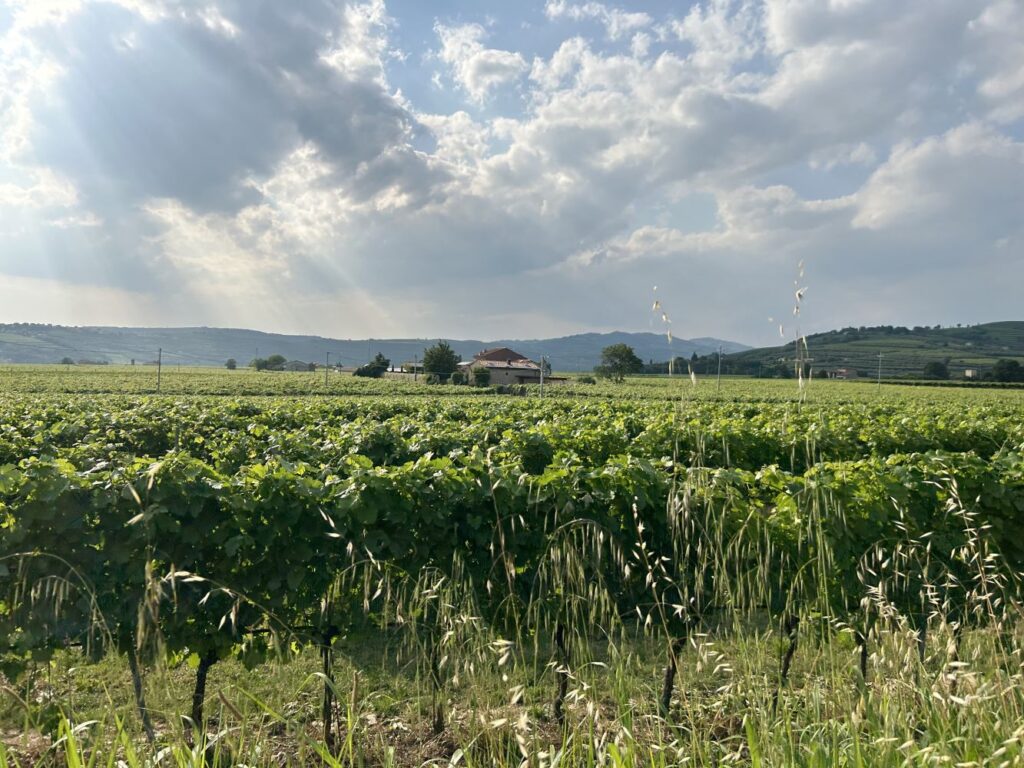 53 SANTI - VIGNETO
