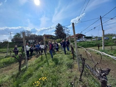 12 VENCIU - VIGNETO